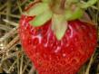 une fraise  Onega l'espèce Photo