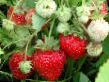 Erdbeeren Sorten Lakomaya Foto und Merkmale
