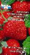 Strawberry varieties  Sashenka  Photo and characteristics