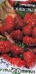 Lesní jahody  Aromat leta  druh fotografie