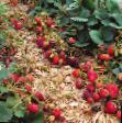 Lesní jahody druhy F1 S-141 fotografie a charakteristiky