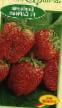 Lesní jahody druhy Sarian  fotografie a charakteristiky