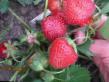 Lesní jahody druhy Vegera (Neznakomka) fotografie a charakteristiky