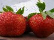 Erdbeeren  Polka №1 klasse Foto