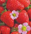 une fraise  Uralochka rozovaya l'espèce Photo