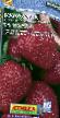 Strawberry varieties Loran F1 Photo and characteristics