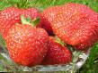 Strawberry varieties Vehleri Photo and characteristics