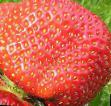 Erdbeeren  Derojjyal klasse Foto