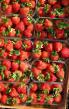 Strawberry  Darselekt grade Photo