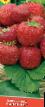 Lesní jahody  Karnaval druh fotografie