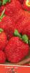 Erdbeeren Sorten Kent Foto und Merkmale