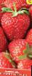 une fraise les espèces Nastena Slastena  Photo et les caractéristiques