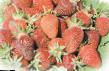 Φράουλες ποικιλίες Ostara φωτογραφία και χαρακτηριστικά