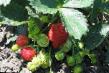 Strawberry varieties Elizaveta 2 Photo and characteristics