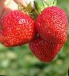 une fraise  Selva l'espèce Photo