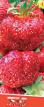 Lesní jahody  Khoneojje druh fotografie