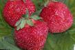une fraise les espèces Olviya Photo et les caractéristiques