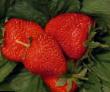 une fraise  Marmolada l'espèce Photo
