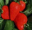 une fraise  Kleri l'espèce Photo