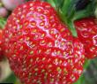 une fraise les espèces Korrado  Photo et les caractéristiques