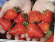 Strawberry varieties Ampelnaya krupnoplodnaya  Photo and characteristics
