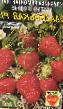 Lesní jahody  Sladenkaya F1 druh fotografie