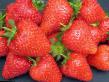 Strawberry varieties Amur (Kupidon) Photo and characteristics