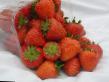 Φράουλες ποικιλίες Kristin φωτογραφία και χαρακτηριστικά