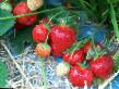 Lesní jahody druhy Deliya fotografie a charakteristiky