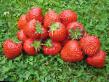 Lesní jahody druhy Ehlegantnost fotografie a charakteristiky