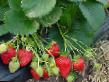 Strawberry  Flamenko grade Photo