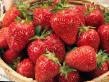 Strawberry varieties Dzhemma  Photo and characteristics
