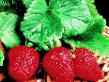 Strawberry varieties Pandora Photo and characteristics