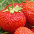 Strawberry  Kama  grade Photo