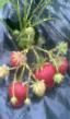 une fraise  Ehlkat  (Ehlkad) l'espèce Photo