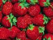 Strawberry varieties Ruslan  Photo and characteristics