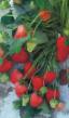 Φράουλες ποικιλίες Sladkijj Charli φωτογραφία και χαρακτηριστικά