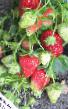 Strawberry varieties Krymskaya rannyaya Photo and characteristics