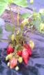 une fraise  Vebenil l'espèce Photo