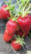 une fraise les espèces Loremi Photo et les caractéristiques