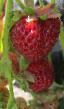 Lesní jahody  Mice Shindler (Vedensvil-7,  Venesbil-7) druh fotografie