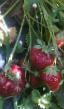 une fraise les espèces Vikat Photo et les caractéristiques
