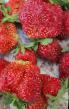 Lesní jahody  Chendler druh fotografie