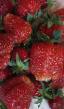 une fraise les espèces Vengerskijj velikan Photo et les caractéristiques