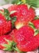une fraise les espèces Akvarel Photo et les caractéristiques