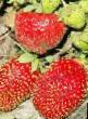 une fraise  Amulet l'espèce Photo