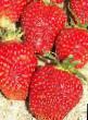 Strawberry  Dueht grade Photo