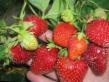 Strawberry  Vena grade Photo
