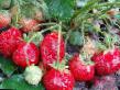 une fraise  Dashenka    l'espèce Photo