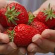 Strawberry varieties Simfoniya   Photo and characteristics